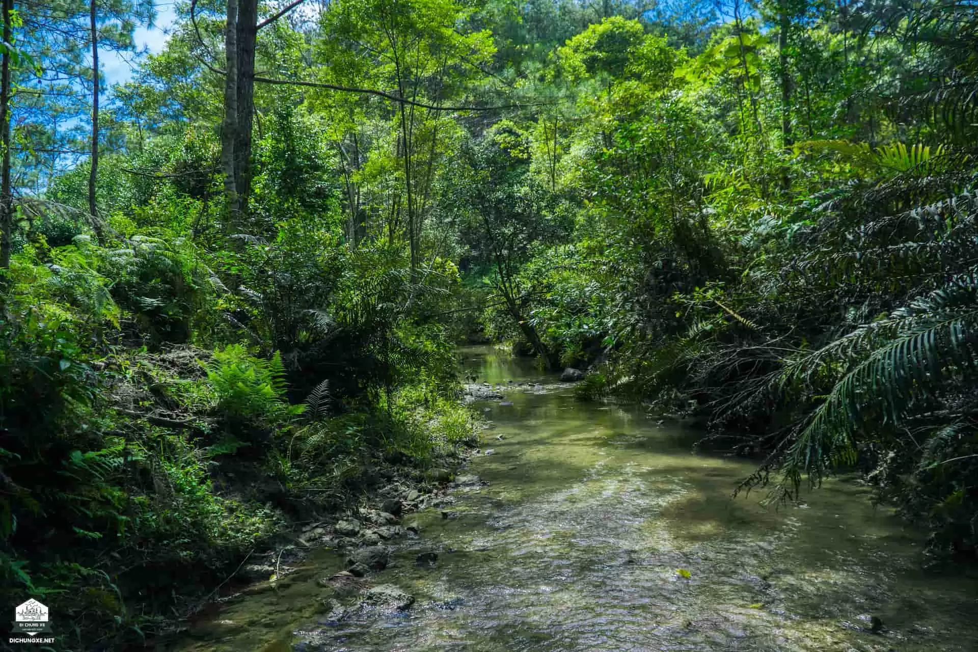 Hồ Dankia - Cây Thông cô đơn - Đồi 3 cây thông